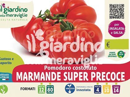 Pomodoro costoluto Marmande super precoce