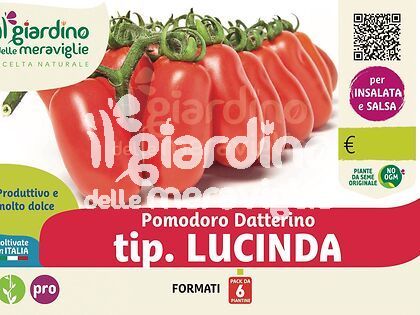 Pomodoro datterino tip. Lucinda