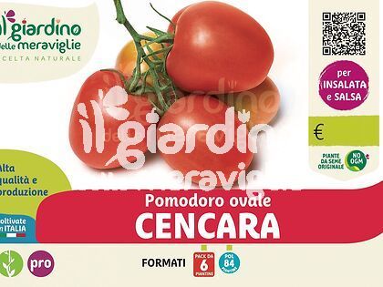 Pomodoro ovale Cencara