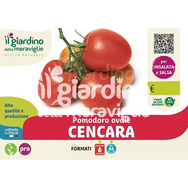 Pomodoro ovale Cencara