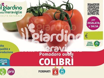 Pomodoro ovale Colibrì