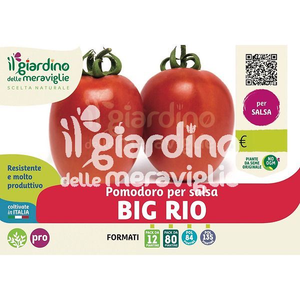 Pomodoro per salsa Big rio