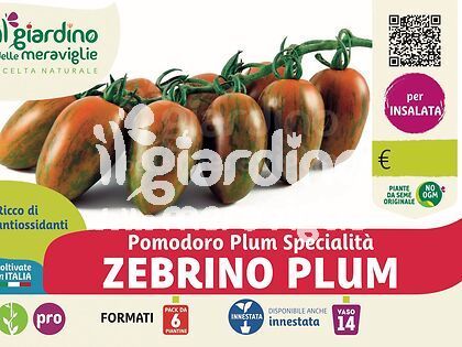 Pomodoro Zebrino plum