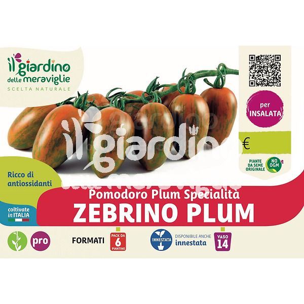 Pomodoro Zebrino plum