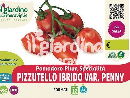 Pomodoro pizzutello var.Penny