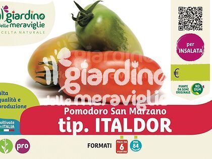 Pomodoro San Marzano tip. Italdor