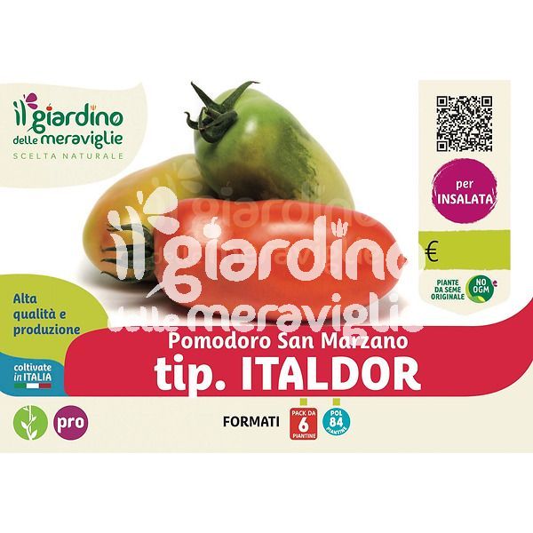 Pomodoro San Marzano tip. Italdor