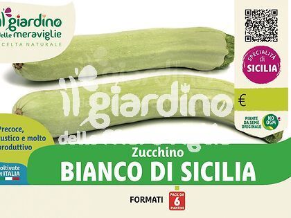 Zucchino Bianco di Sicilia