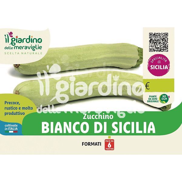 Zucchino Bianco di Sicilia