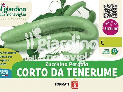 Zucchino Pergola corto da tenerumi