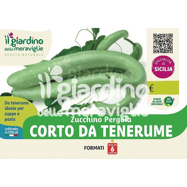 Zucchino Pergola corto da tenerumi