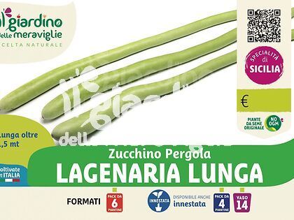 Zucchino pergola lagenaria lunga