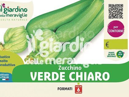 Zucchino verde chiaro