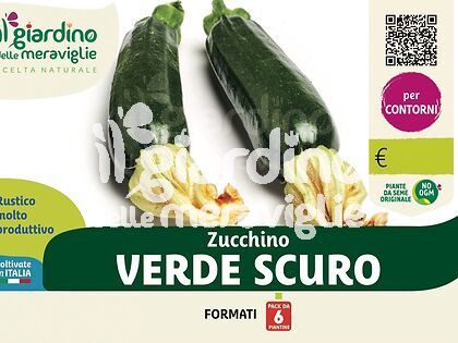 Zucchino verde scuro